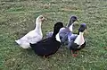 スウェディッシュブルー