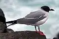 ガラパゴス諸島の岩地