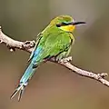 エンビハチクイ