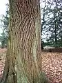 網状の樹皮