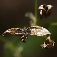 蒴果と黒褐色の表面に細かい粒状突起がある種子