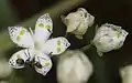 アケボノソウSwertia bimaculata