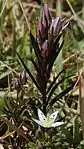 二年目に茎が伸びてできた蕾