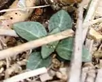 一年目のロゼット状の根生葉