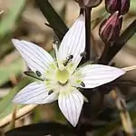 花冠の細部、基部に蜜腺溝があり、アリなどの昆虫が集まり受粉を媒介する