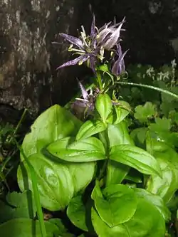 ミヤマアケボノソウSwertia perennis subsp. cuspidata