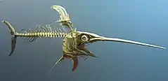 メカジキの骨格標本。アメリカ国立自然史博物館所蔵