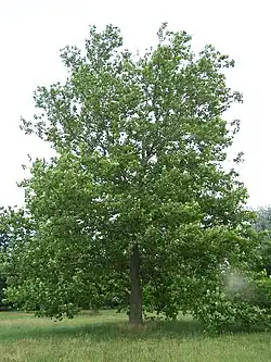 Platanus occidentalis