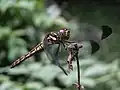 成熟した雌。雌には眉斑がある。