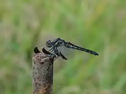 成熟雌