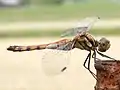成熟したメス