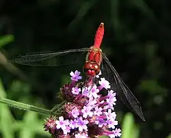ナツアカネ（雄）