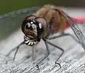 昆虫を捕食中のマユタテアカネ