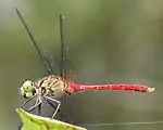 成熟したオス