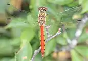 アカネ属アキアカネSympetrum frequens