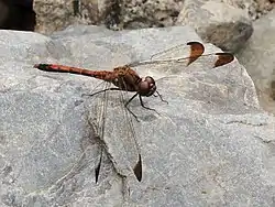 成熟雄