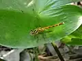 コウホネの葉に止まる雌