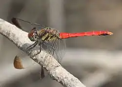 成熟雄