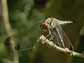 雌の顔。眉斑はない。