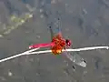 縄張りを守る成熟雄