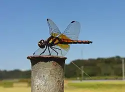 成熟雌