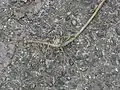 根茎と茎の下部