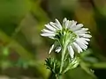頭花の裏側・総苞の様子
