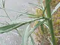 葉