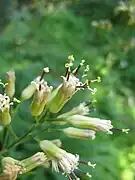 頭花