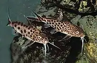 モツゴ(左:コイ科)およびサカサナマズ科の一種 synodontis grandiops(右)。コイ目・ナマズ目を含む骨鰾上目の仲間は世界中の淡水域に分布し、淡水魚全体の半数近くを占める重要な存在となっている