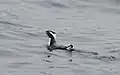 カンムリウミスズメ