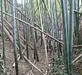 空堀