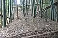 土塁登頂部部分