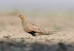 サケイ