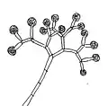 胞子嚢柄の様子