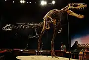 博物館で展示されるジェーンの全身骨格（手前）