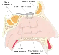 Nose diagram