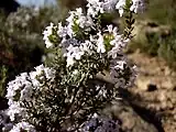 開花期の茎葉