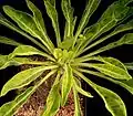 テッコウマル（E. bupleurifolia）