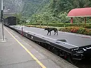 保存貨車と野良犬(車埕駅)