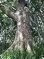 タブノキの巨木