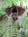 クロバナタシロイモTacca chantrieri André (1901)