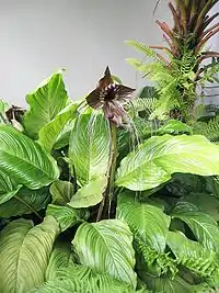 Tacca chantrieri