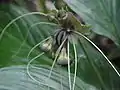 クロバナタシロイモTacca chantrieri André (1901)