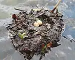 池畔に作られた巣と卵