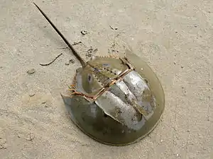 ミナミカブトガニTachypleus gigas