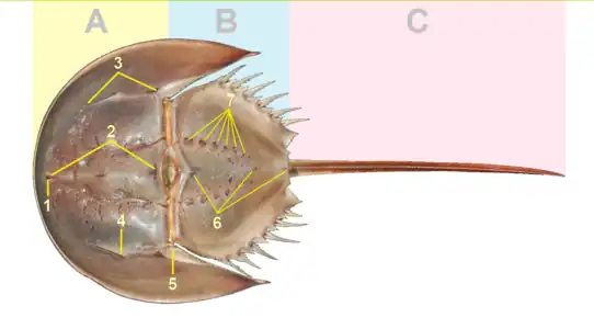 カブトガニ類の前体(A)、後体(B)、尾節(C)、中眼(1)と側眼(4)