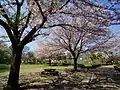 花見の広場