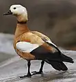 アカツクシガモT. ferruginea