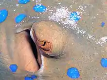 ルリホシエイの眼の後方にある噴水孔(Spiracles)で底にいるときに背面だけでも呼吸できるようになっている。